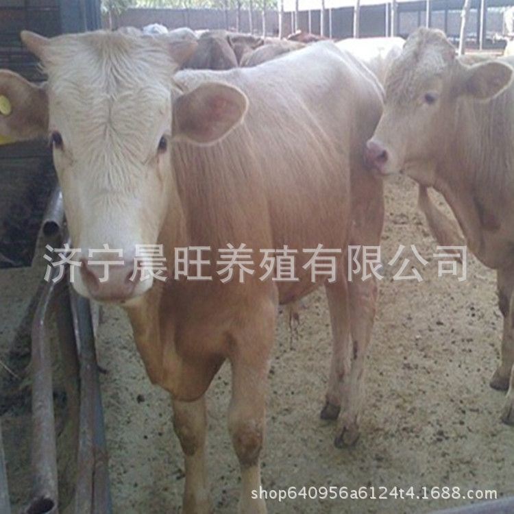 夏洛萊肉牛養殖場 批發牛犢 四川肉牛價格行情走勢