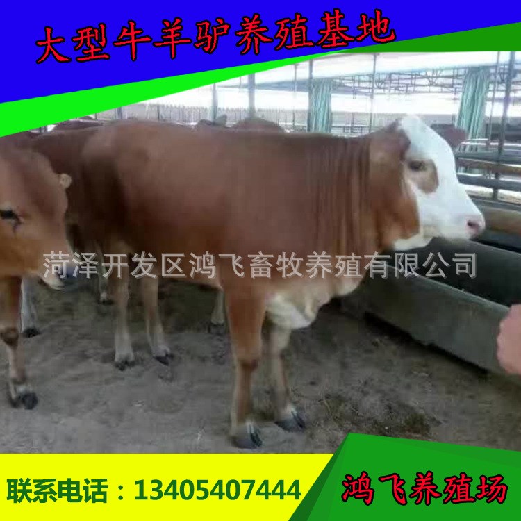 西門塔爾牛育肥牛苗3-6個月小公牛肉牛犢活牛活體價格包郵免運費