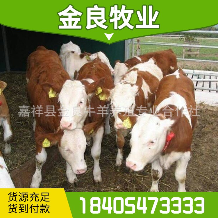 養殖場育肥肉牛犢活牛孕牛小公牛 牛苗價格 免費運輸到家