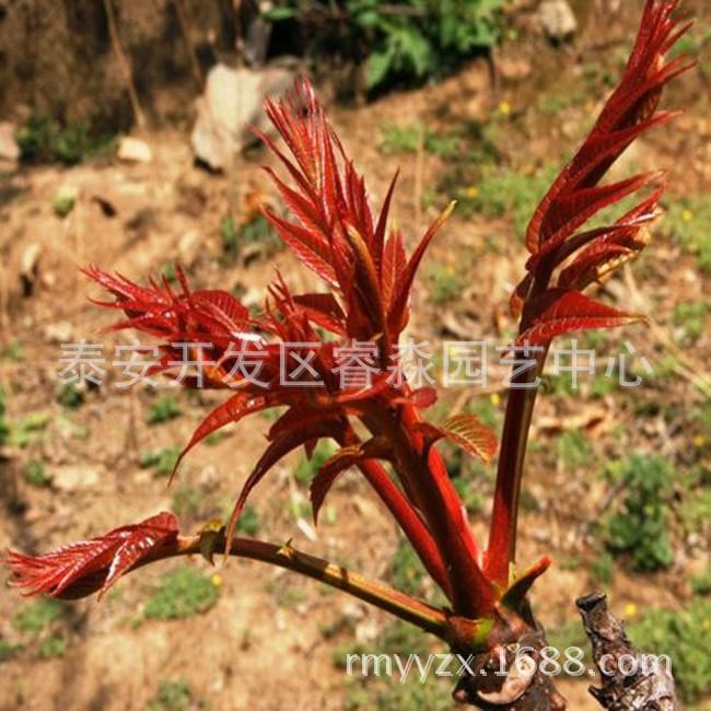【品質】香椿苗 紅油香椿6號 良種香椿苗 椿芽樹 量大從優