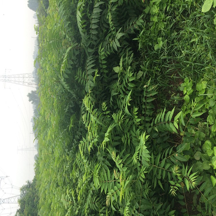 泰安果樹基地批發(fā)香椿  大棚香椿價(jià)格 香椿矮化  紅油香椿樹批發(fā)