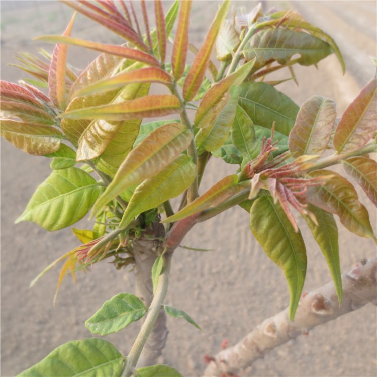 出售香椿苗 泰安6號相處難樹苗價格 香椿苗圖片