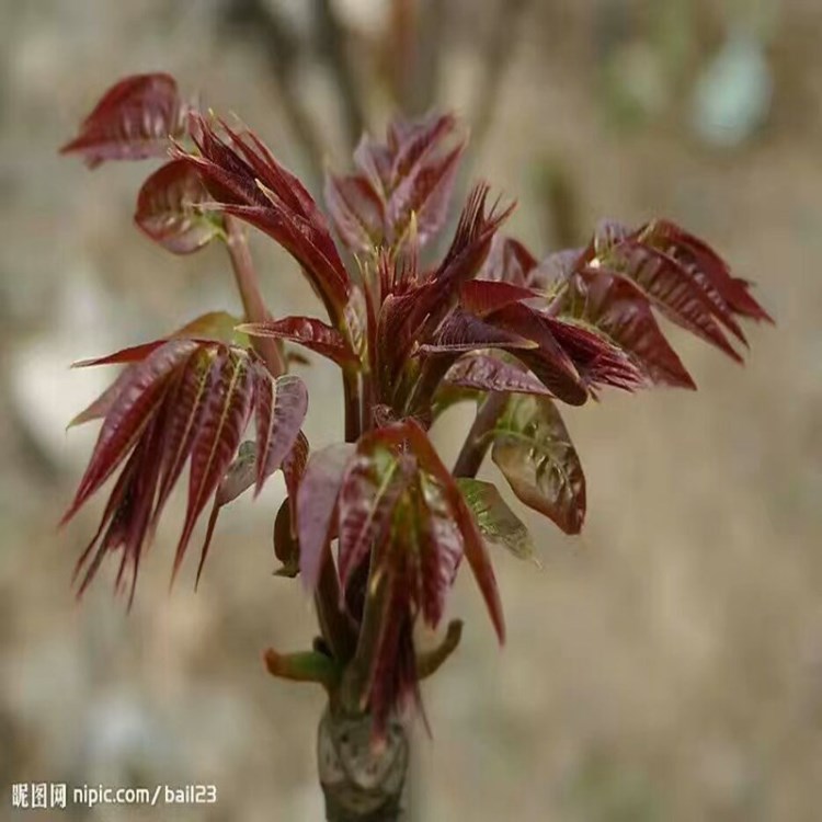 5公分香椿绿化用红香椿占地价格高粗香椿树树苗包成活