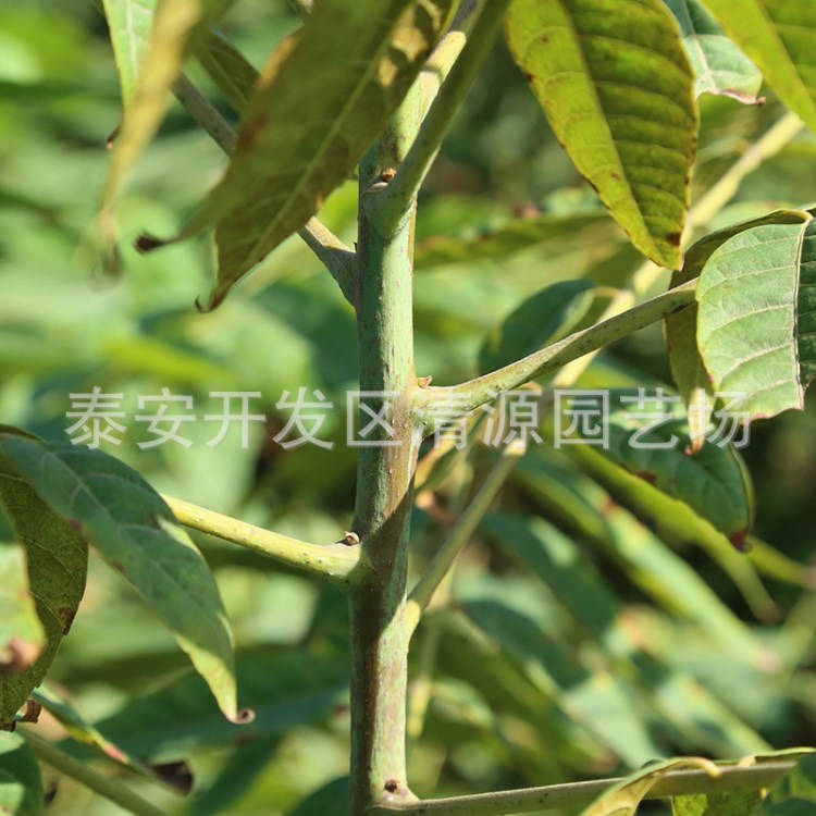 大棚紅油香椿價格 露天紅油香椿價格 當年食用 預定現挖 易成活