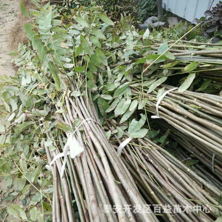 香椿树苗基地  香椿 南方种植香椿树苗品种 香椿价格