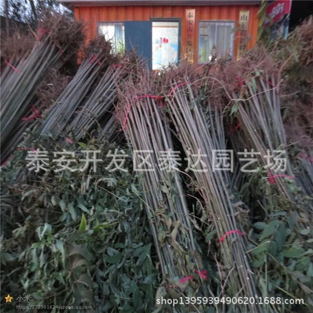 泰安红油6号香椿苗 大型香椿苗种植基地尽在泰达园艺