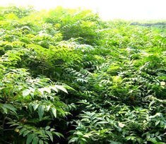 泰安香椿苗批發 經銷出售香椿樹苗 價格實惠香椿苗量大從優$