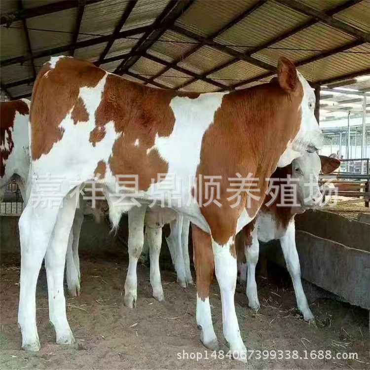 廣西養(yǎng)牛場(chǎng) 隴南魯西黃牛牛犢價(jià)格魯西黃牛犢養(yǎng)殖利潤(rùn) 成品改良肉