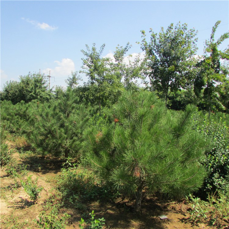 基地供應(yīng)大量油松造型油松油松苗規(guī)格量大優(yōu)惠