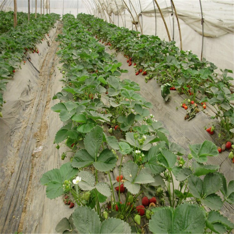 草莓基地供应品种 结果多 奶油草莓产量高 易管理草莓