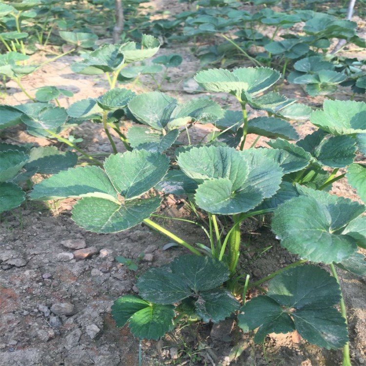 章姬草莓批發 草莓產地 章姬草莓產地 現挖現賣新鮮