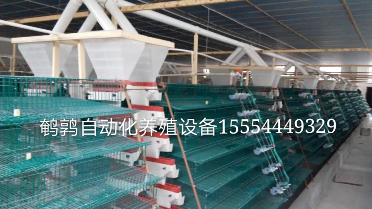 生產新型鵪鶉自動料槽食槽 自動采食器.集蛋籠