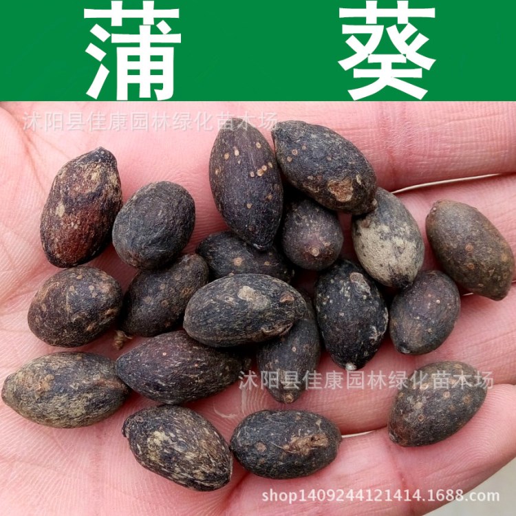 林木種子新采蒲葵種子扇葉葵種子葵樹(shù)種子實(shí)景拍攝