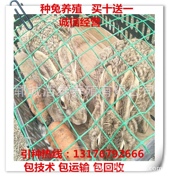 野兔養(yǎng)殖基地 飼養(yǎng)野兔 野兔價格 肉兔種兔 提供養(yǎng)殖技術(shù) 包回收