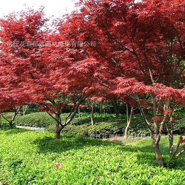 紅楓樹苗日本紅楓樹苗美國紅楓樹苗四季紅楓紅葉楓樹綠化苗木