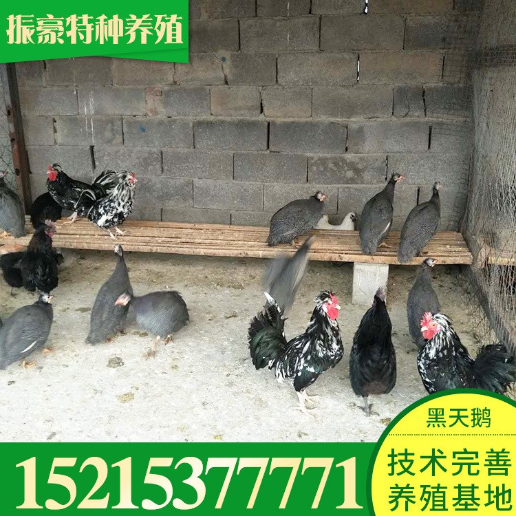 成年貴妃雞生態園放養雞 大量批發貴妃雞雞苗現貨待發