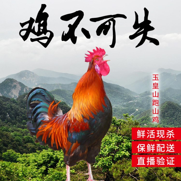 山林地生態(tài)散養(yǎng)土雞月子雞大公雞肉雞營(yíng)養(yǎng)公雞跑山雞6斤左右一只