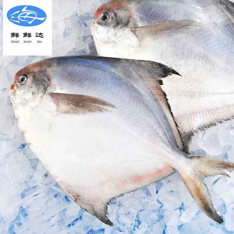 批發(fā)浙江新鮮野生白鯧魚 新鮮速凍冷凍海鮮魚 水產(chǎn)扁魚平魚