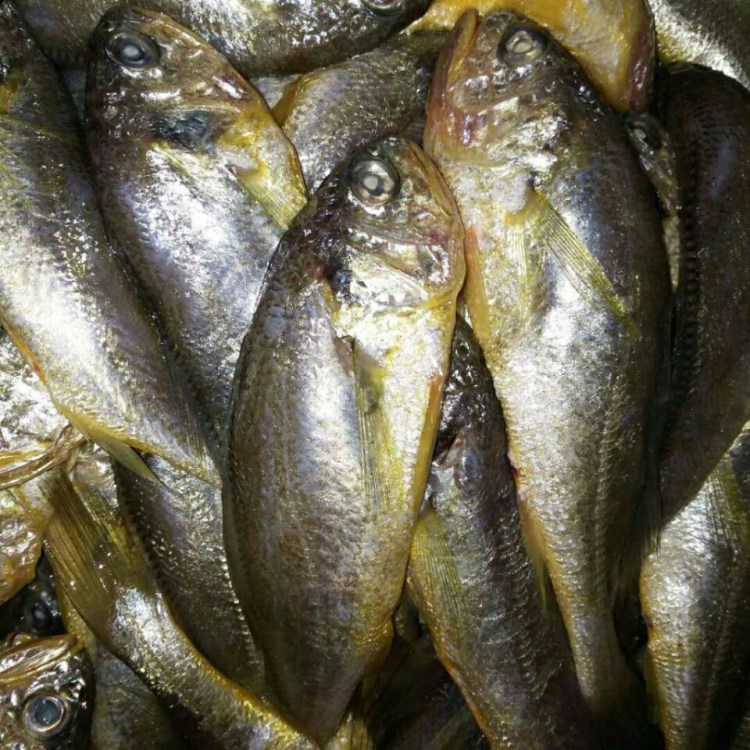 供應(yīng) 野生小黃花魚 油炸 黃魚海鮮魚類水產(chǎn)批發(fā)