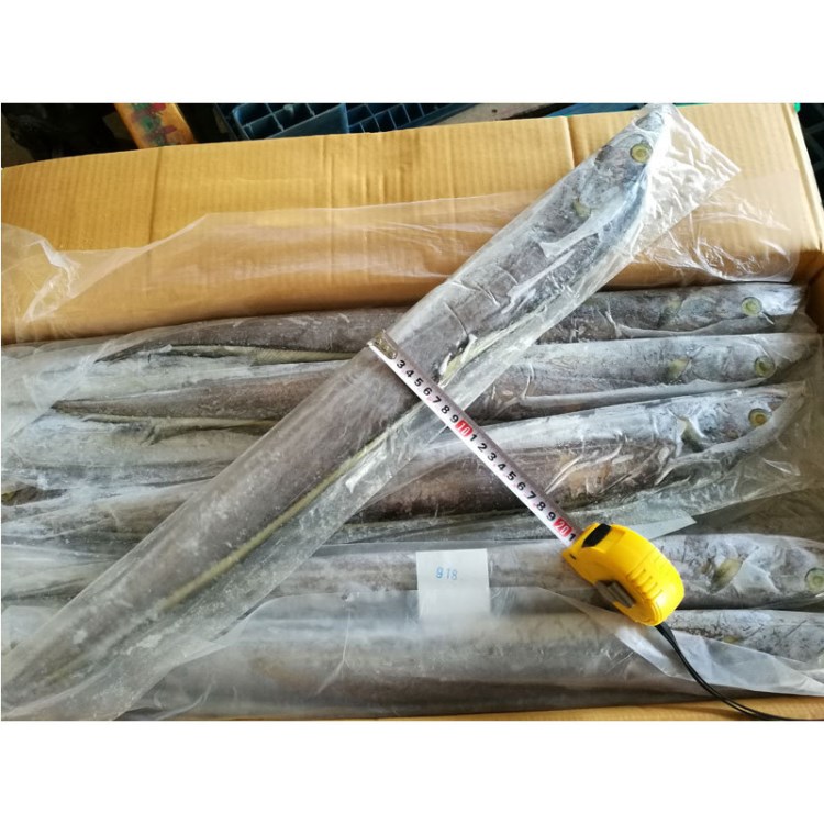 野生帶魚批發(fā) 新鮮冷凍刀魚 小眼帶魚整魚10kg冷凍深海魚