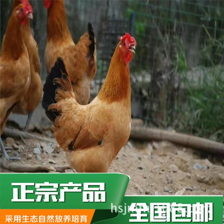 廠家直銷貴州雞苗農(nóng)家養(yǎng)殖生態(tài)土雞貴州雞苗批發(fā)銷售