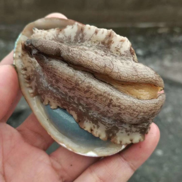 福建海島人南日島生態(tài)大鮑魚、鮮活野生鮑魚禮品深海海鮮6粒一斤