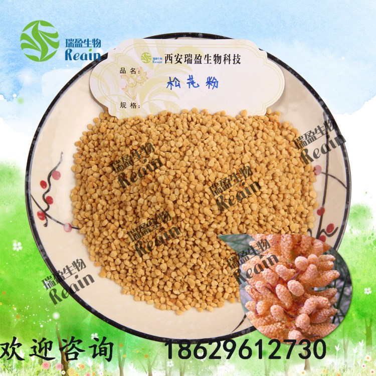 破壁松花粉 98%破壁松花粉松花粉原料 瑞盈提取 1kg起售