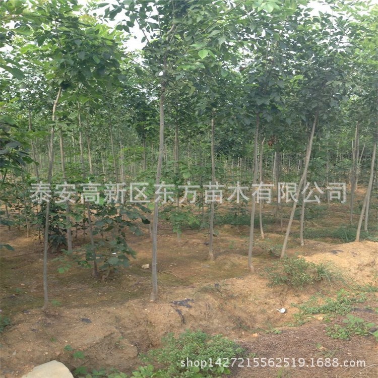 速生白蠟苗 長期出售速生白蠟苗 規(guī)格白蠟樹苗$