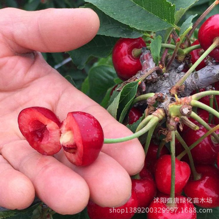 批發(fā)果樹苗 美國車厘子當年結果苗 矮化大櫻桃樹苗 南方櫻桃苗