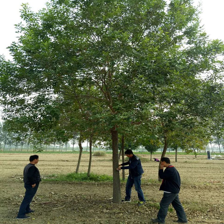 白蜡20公分白蜡价格山东白蜡种植基地批发经营