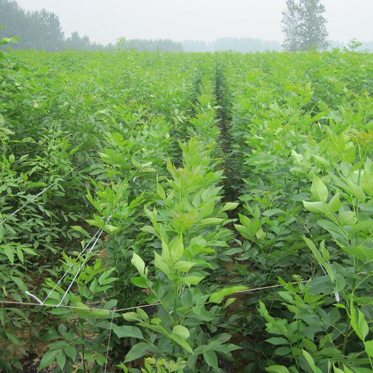 批发大量出售白蜡种子 批发零售白蜡种子 林木种子