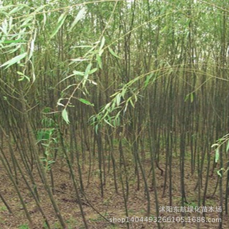 竹柳苗直銷 美國(guó)竹柳樹苗 速生柳樹 竹柳小苗 防護(hù)樹 基地苗