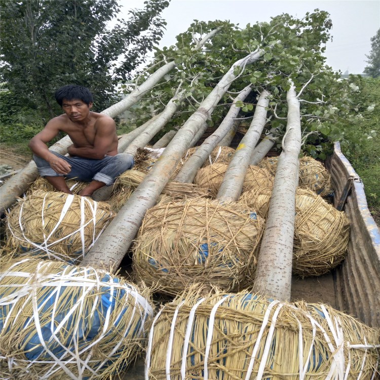 河北 窄冠一號 寬冠 毛白楊 北京楊 河北楊 新疆楊 銀中楊 小葉楊