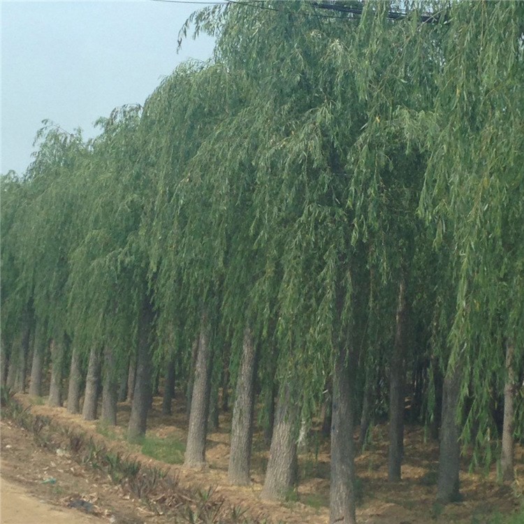 山東盎然園林基地直銷垂柳 批發出售垂柳 規格垂柳￥