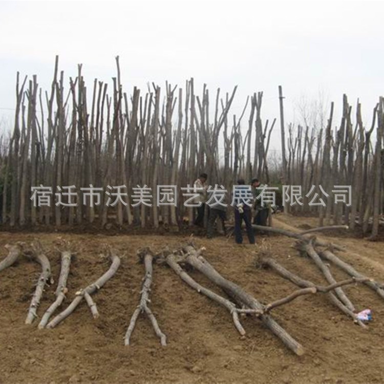 批發(fā)垂柳樹 苗旱柳3-15公分 樹干直冠幅優(yōu)美 量大基地看苗起貨