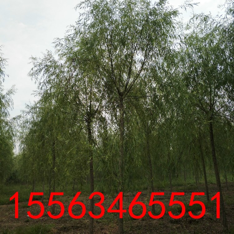 饅頭柳 垂柳 青垂 黃垂 旱柳照片 垂柳價格 饅頭柳價格 旱柳價格