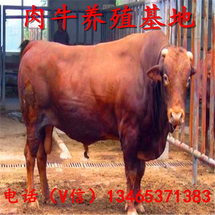 黃牛苗價格 正規(guī)的西門塔爾小牛養(yǎng)殖基地|西門塔爾種牛養(yǎng)殖場建設(shè)