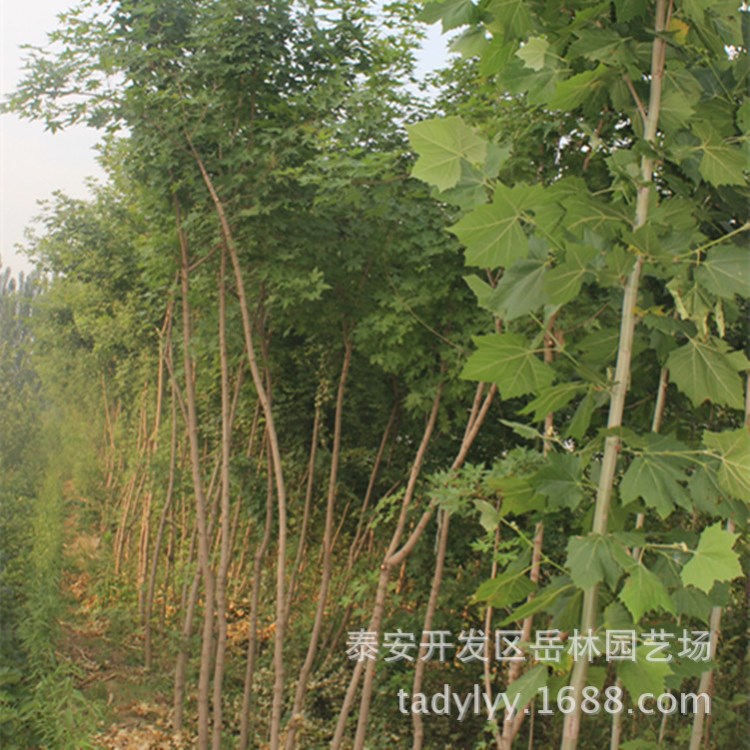 山东泰安五角枫树树批发 基地现货 规格齐 量大从优