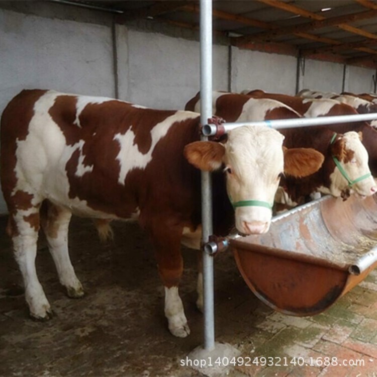 肉牛市場價格  西門塔爾牛的市場行情  小牛犢價格