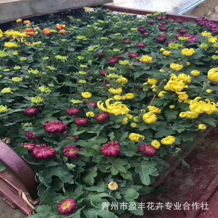 青州草花基地出售出售國慶菊等草花花卉顏色正苗好