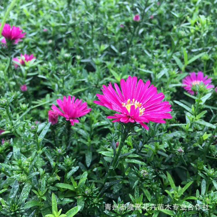 基地供应荷兰菊 地被菊品种荷兰菊草花盆栽 适合花坛国庆摆