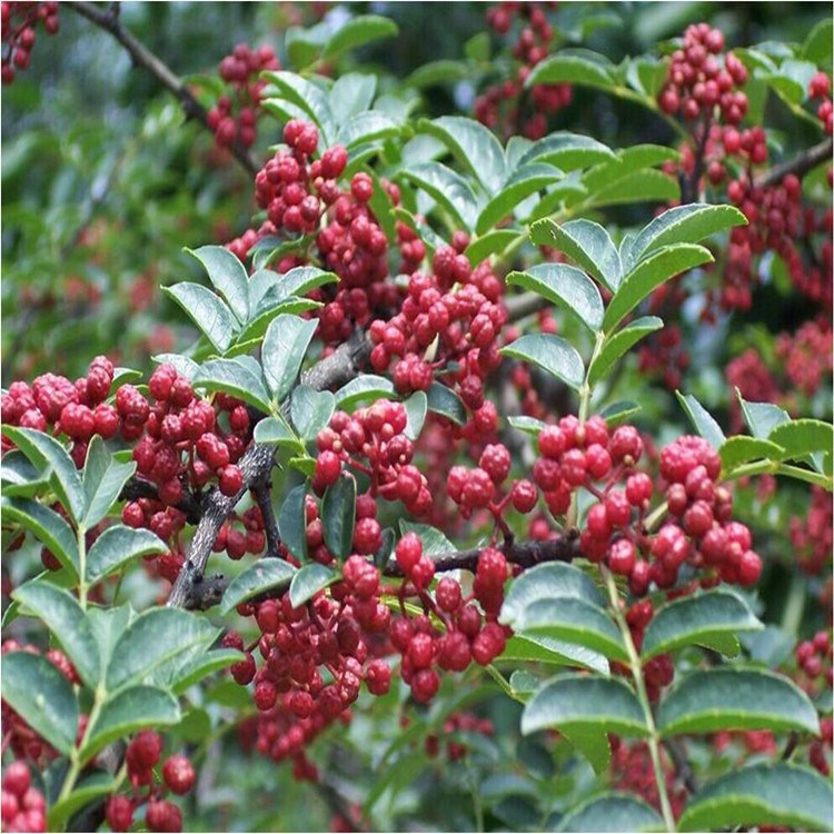 花椒樹苗盆栽地栽食用青花椒樹苗南方北方種植大紅袍花椒苗批發(fā)