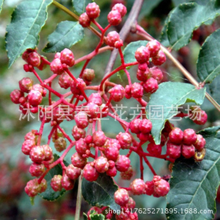 大紅袍花椒苗直銷(xiāo) 花椒苗木 品種 花椒樹(shù)苗 現(xiàn)貨 苗圃苗