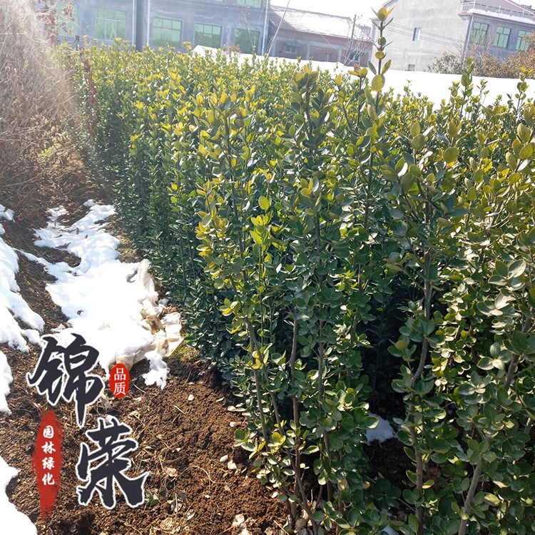 绿篱植物批发 小苗冬青、四季青大苗 冬青树价格苗木花卉 盆栽