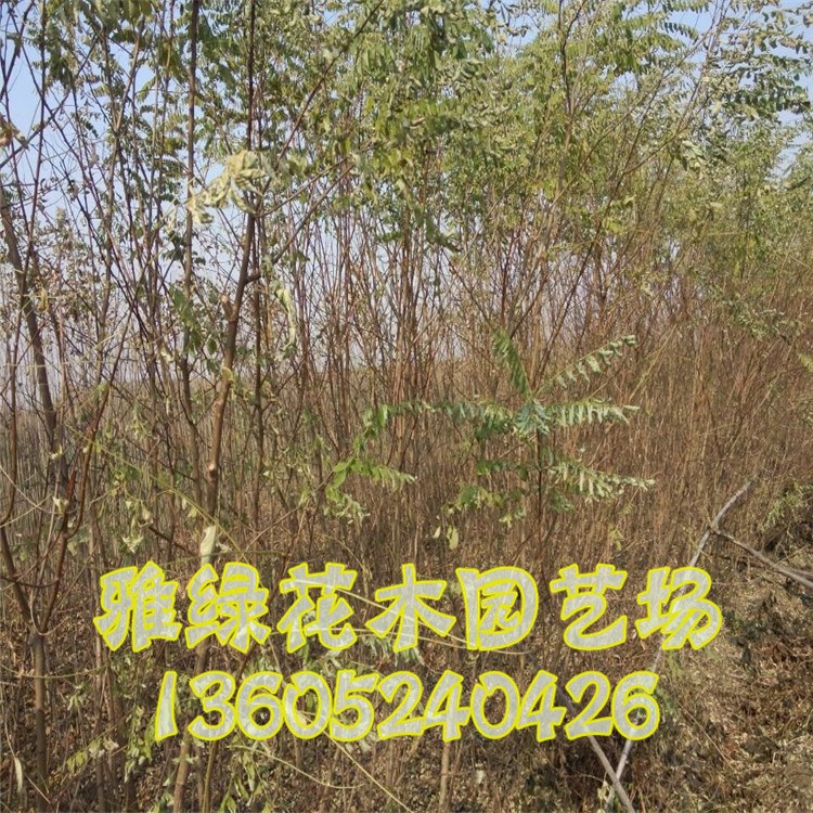 供應(yīng)綠化喬木刺槐 花期長香價格實惠 質(zhì)量優(yōu) 庭院園林