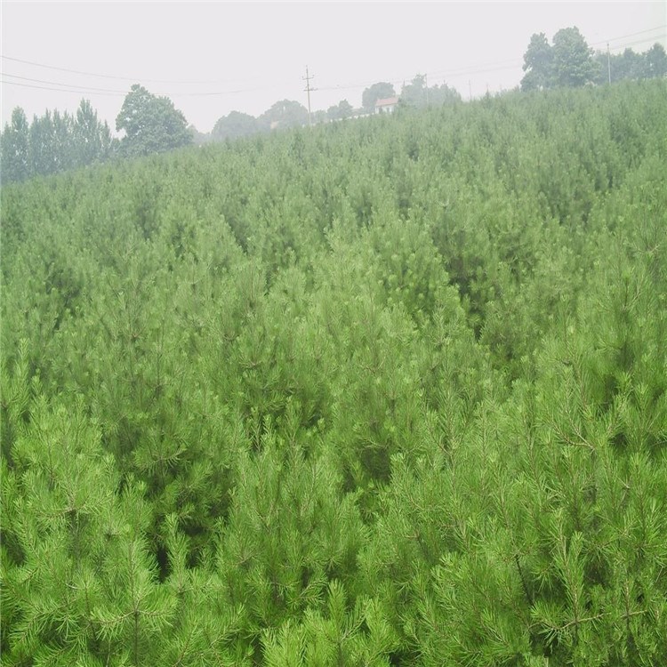 批發(fā)行道綠化苗木白皮松 規(guī)格白皮松 四季常青白皮松￥