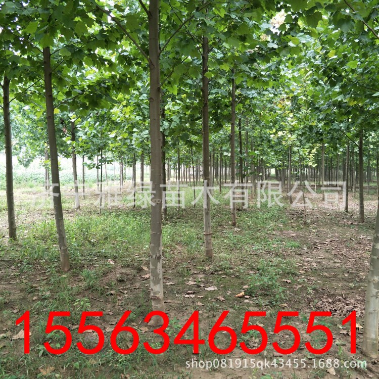 法桐新品種-種得多不如種得貴-濟寧法桐網-法桐,老式法桐,速生法