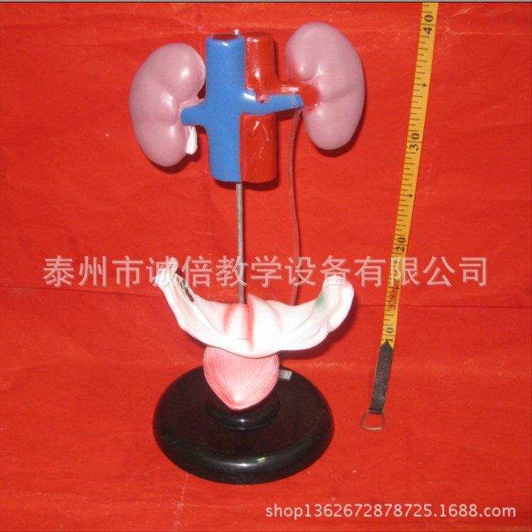 女性泌尿生殖系統(tǒng)模型 J3312初高中生物實驗器材 教學(xué)儀器專賣