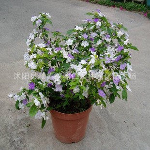 盆栽花卉室内精品茉莉花苗双色鸳鸯茉莉花花期长花色香品种全