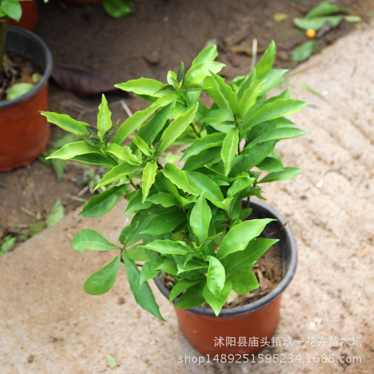 批發(fā)室內(nèi)芳香植物盆栽 雙色茉莉盆栽又名鴛鴦茉莉花盆栽 凈化空氣